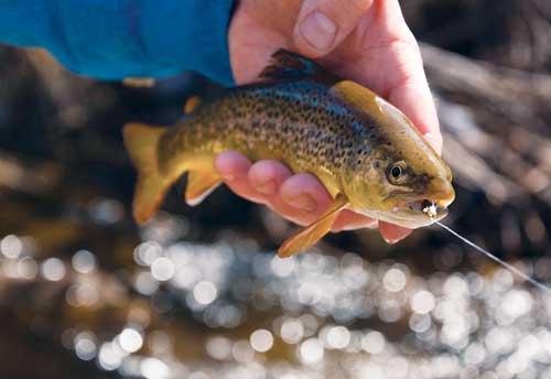 Gardening isn’t the only way to save on groceries. Hunting and fishing can cut your food bills, too.